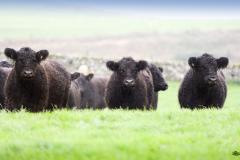 Cattle in field