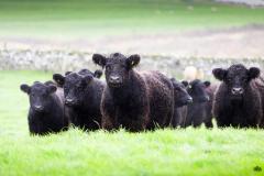 Cattle in field