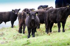 Cattle in field