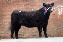 Heifer at event