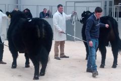 Male championship