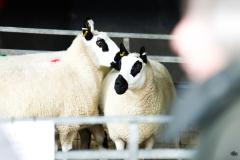 Sheep in pen