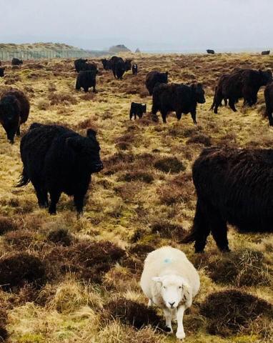 Cattle and sheep at Newhouse