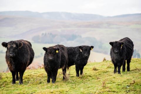 Galloway Cattle at Bowanhill Farm