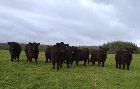 Galloway Cattle at Drannandow