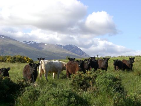 Galloway Cattle at The Ranch