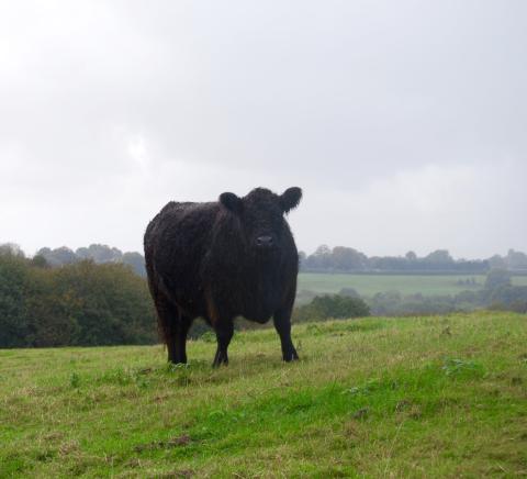 Galloway Cattle at Tottingworth Farm