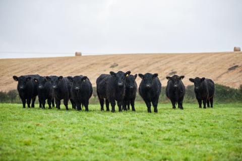 Galloway Cattle at Twizell Farm