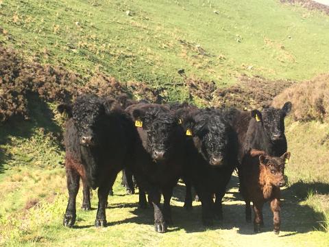 Galloway Cattle at Unthank Farm