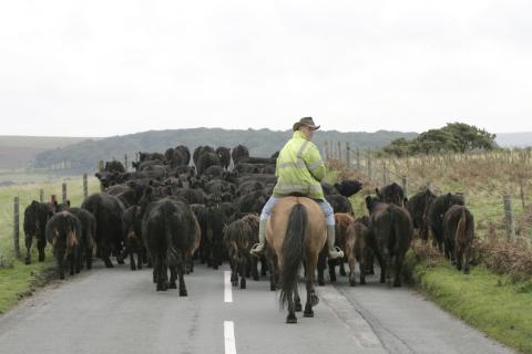 Greenwell Cattle Being Herded