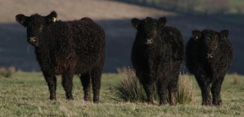 Exmoor calves