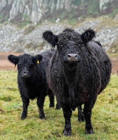 Hottbank Cow and Calf