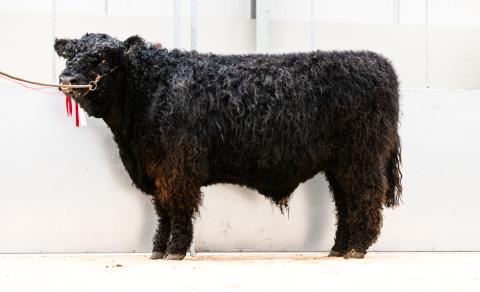 Trueman of Haining House