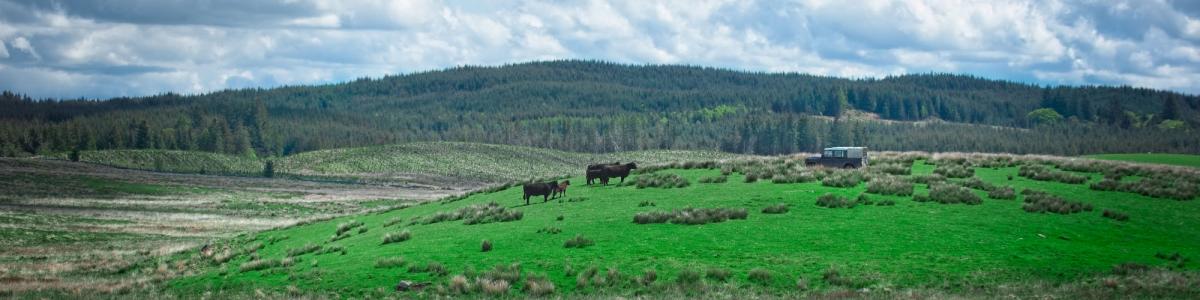 Cattle and car in field