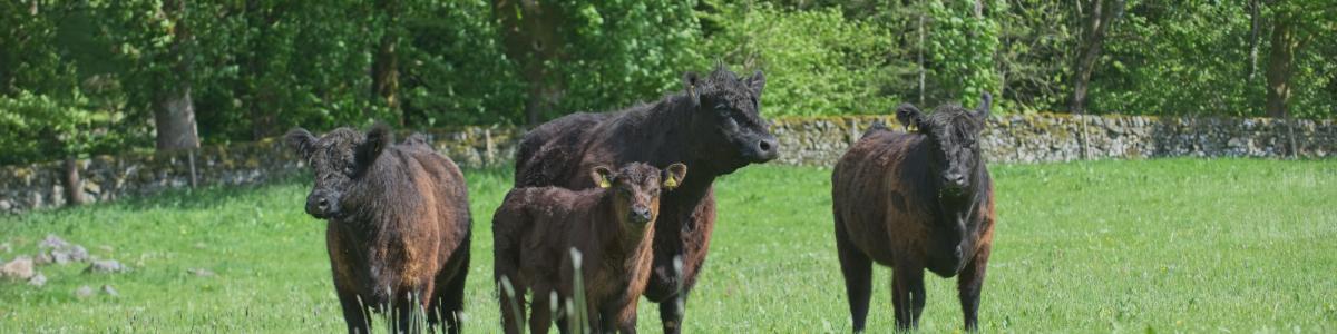 Galloway cattle in field