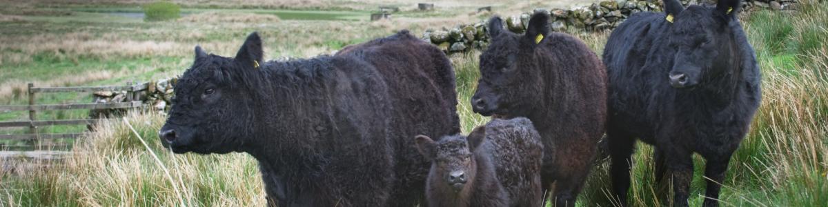 Galloway Cattle on scrub and grass
