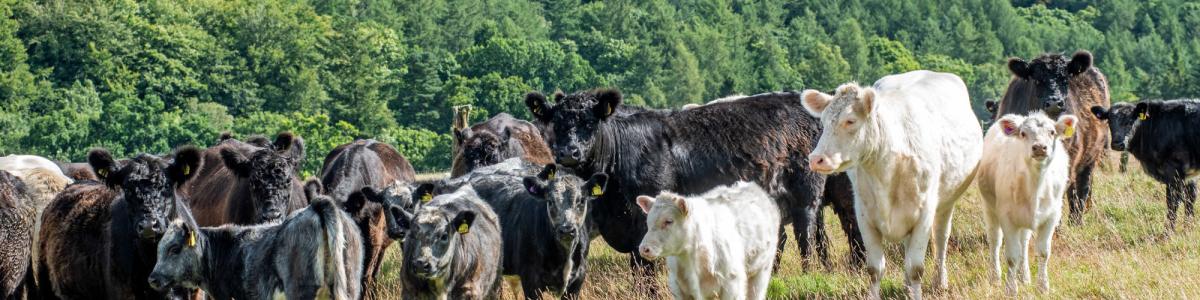 Galloway Cattle at Cartington