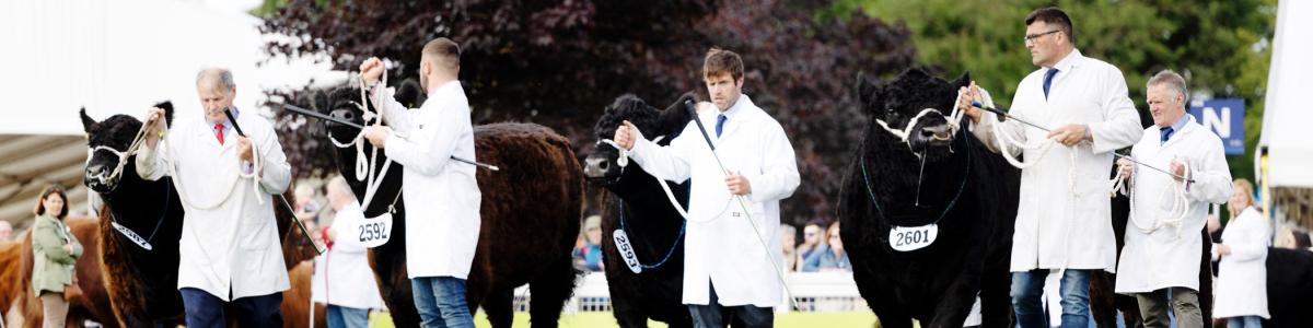 Galloway Cattle judging at the Royal Highland Show
