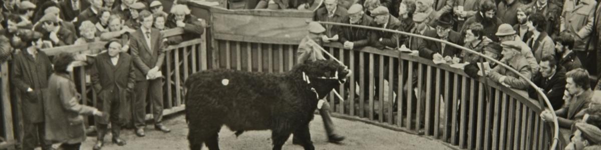 Historic photo of Galloway Cattle Society sale
