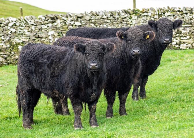 Borthwickshiels Galloways