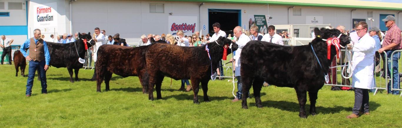 Cattle at show