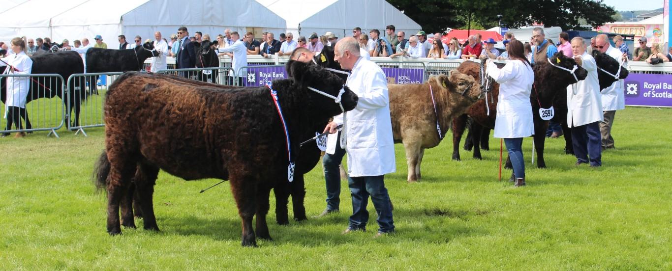 Competitors at show