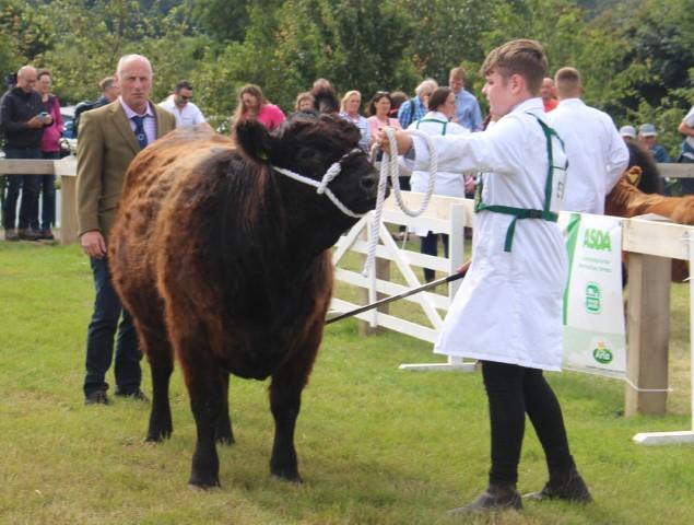 Judge with heifer