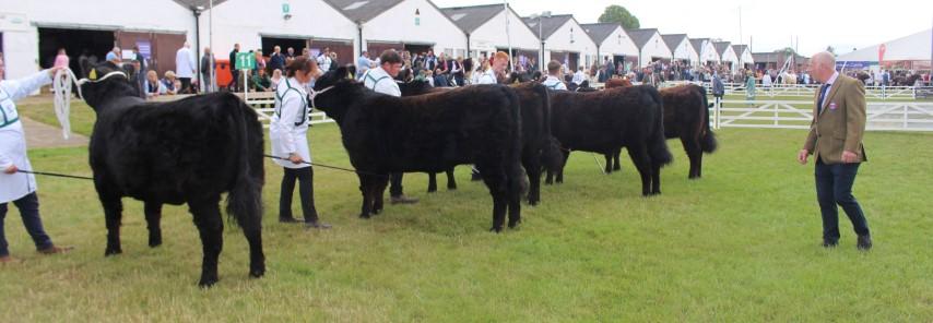 Junior heifer class