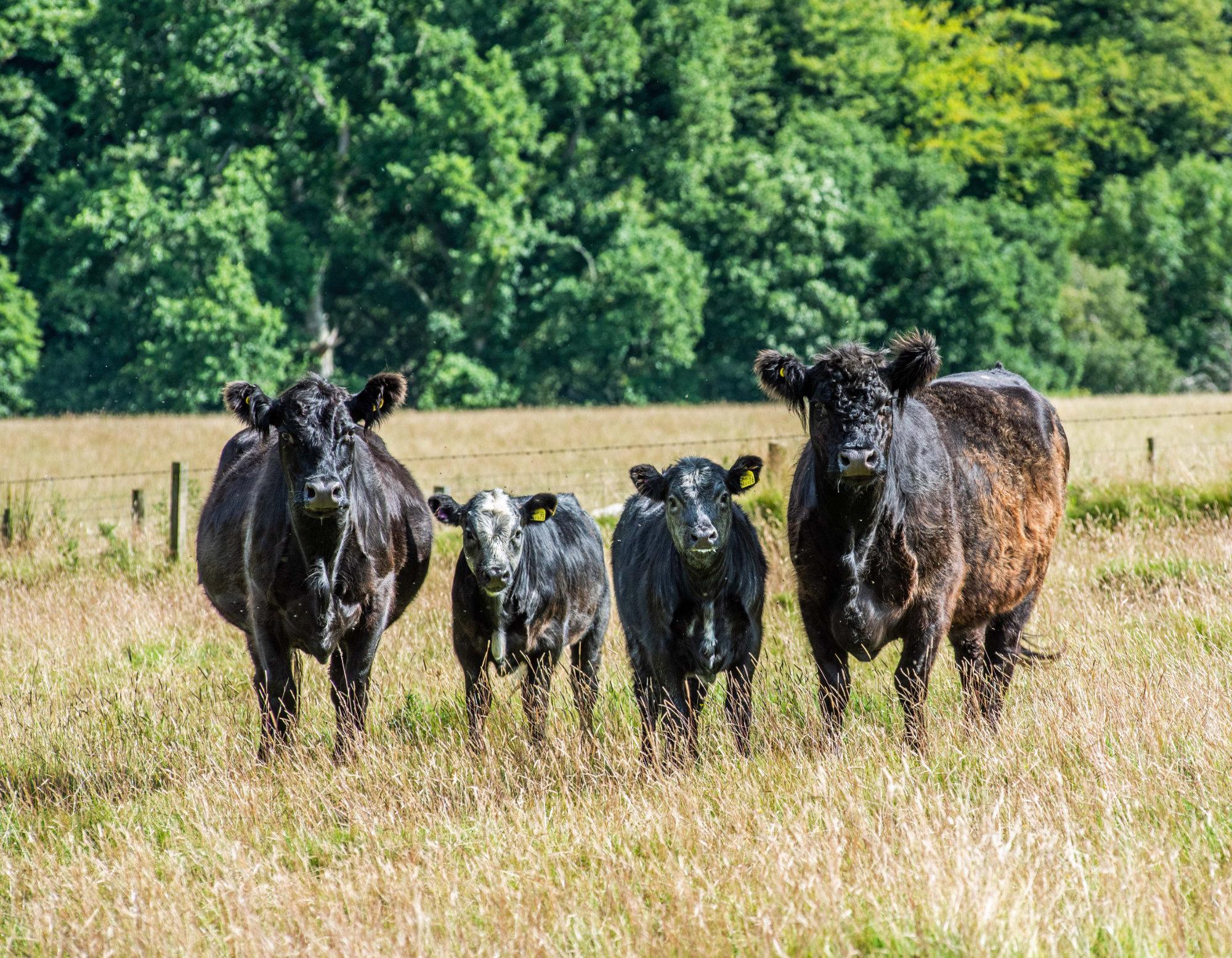 Galloway Cattle at Cartington