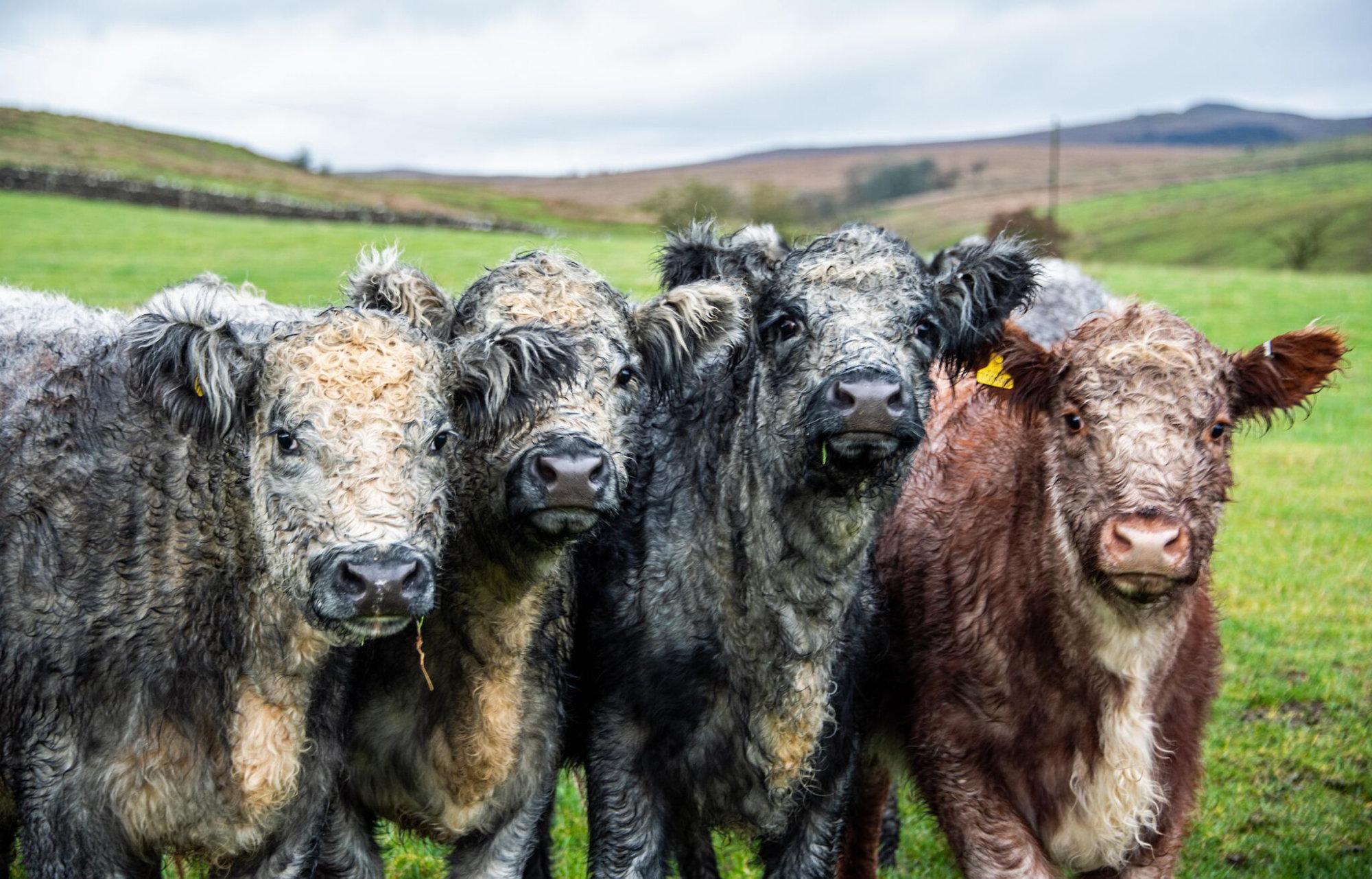 Galloway Cattle at Grove Farm