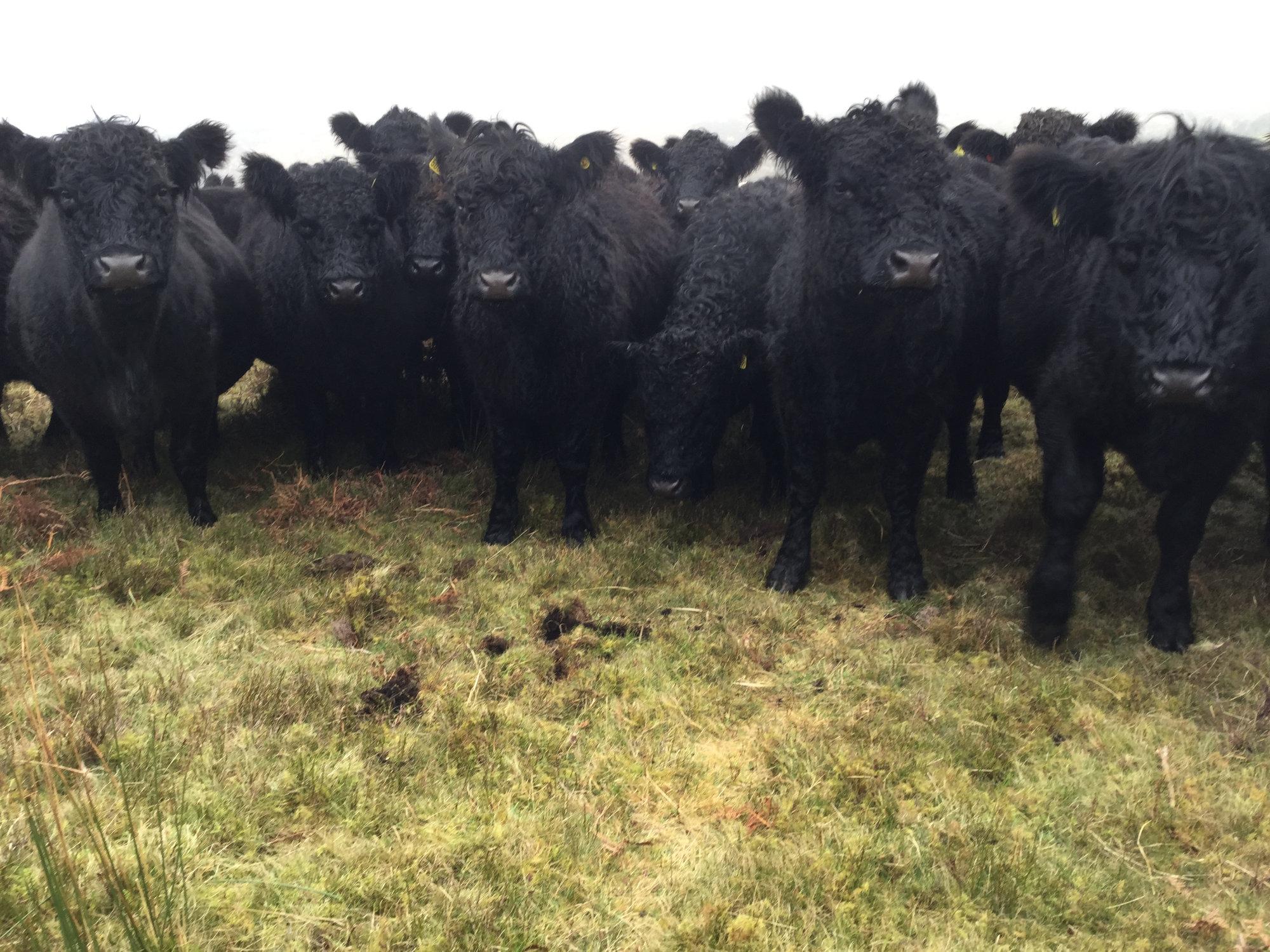 Galloway Cattle at Luckworthy Farm