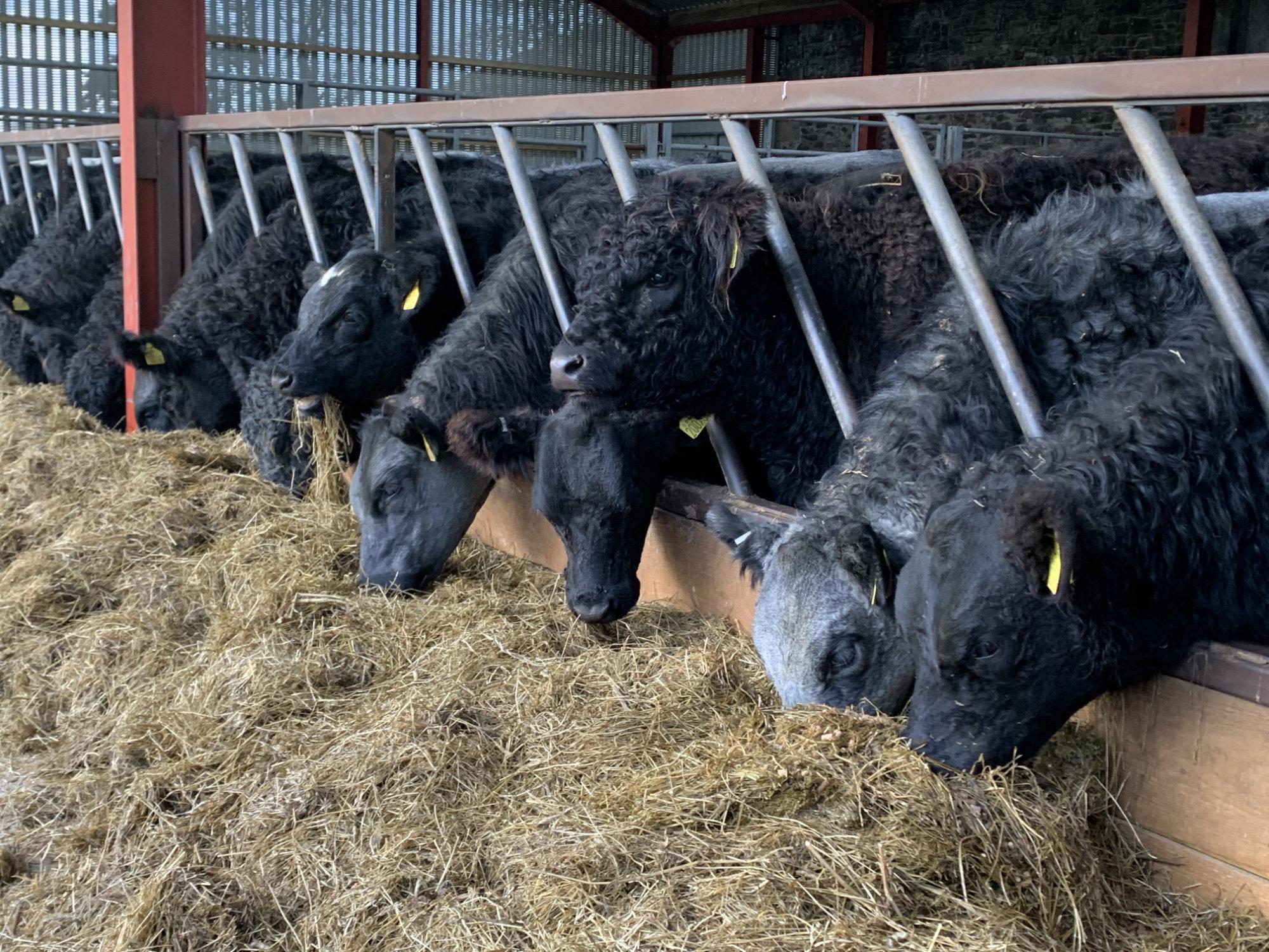 Galloway Cattle at Unthank Farm